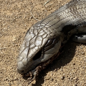 Tiliqua scincoides scincoides at Stromlo, ACT - 2 Mar 2023