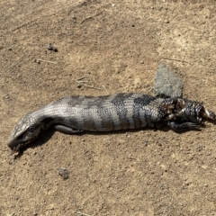 Tiliqua scincoides scincoides at Stromlo, ACT - 2 Mar 2023 01:59 PM