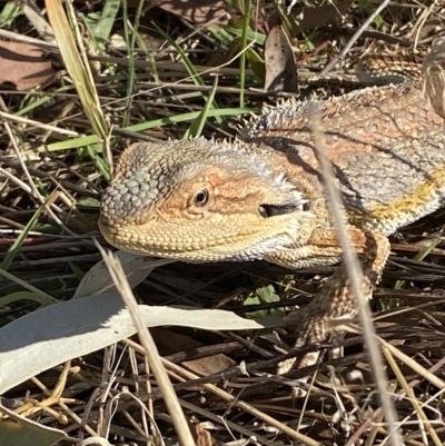 Pogona barbata (Eastern Bearded Dragon) at Molonglo Valley, ACT - 2 Mar 2023 by SteveBorkowskis