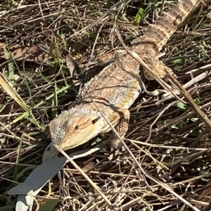 Pogona barbata at Molonglo Valley, ACT - suppressed