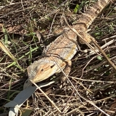 Pogona barbata at Molonglo Valley, ACT - 2 Mar 2023