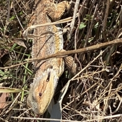 Pogona barbata at Molonglo Valley, ACT - 2 Mar 2023