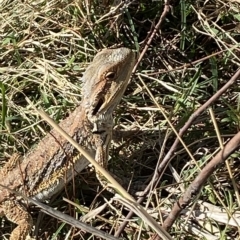 Pogona barbata at Molonglo Valley, ACT - suppressed