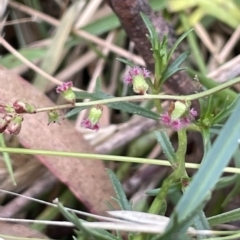 Gonocarpus tetragynus (Common Raspwort) at Lake George, NSW - 1 Mar 2023 by JaneR