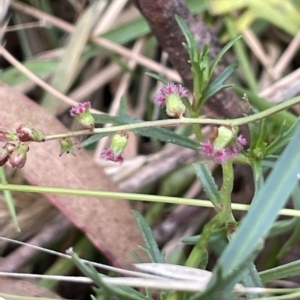 Gonocarpus tetragynus at Lake George, NSW - 1 Mar 2023 10:02 AM