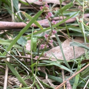 Gonocarpus tetragynus at Lake George, NSW - 1 Mar 2023