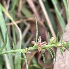 Haloragis heterophylla (Variable Raspwort) at Lake George, NSW - 1 Mar 2023 by JaneR