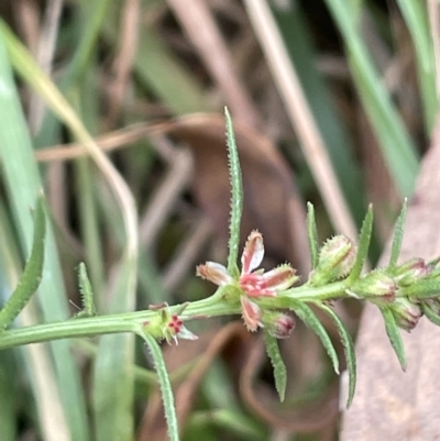 Haloragis heterophylla (Variable Raspwort) at Lake George, NSW - 28 Feb 2023 by JaneR