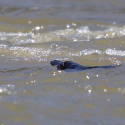 Ornithorhynchus anatinus (Platypus) at Stromlo, ACT - 26 Feb 2023 by KorinneM