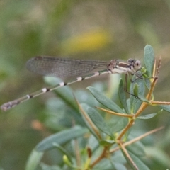 Austrolestes leda (Wandering Ringtail) at Wee Jasper, NSW - 2 Mar 2023 by JudithRoach