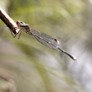 Austrolestes leda at Wee Jasper, NSW - 2 Mar 2023