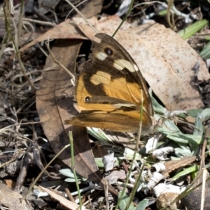 Heteronympha merope at Wee Jasper, NSW - 2 Mar 2023