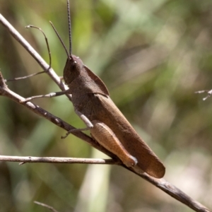 Goniaea australasiae at Wee Jasper, NSW - 2 Mar 2023