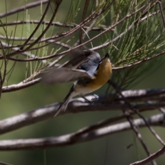 Myiagra rubecula (Leaden Flycatcher) at Stromlo, ACT - 26 Feb 2023 by KorinneM