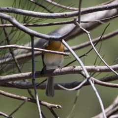 Myiagra rubecula at Stromlo, ACT - 26 Feb 2023 01:50 PM