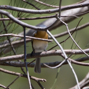 Myiagra rubecula at Stromlo, ACT - 26 Feb 2023 01:50 PM