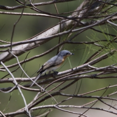 Myiagra rubecula at Stromlo, ACT - 26 Feb 2023 01:50 PM