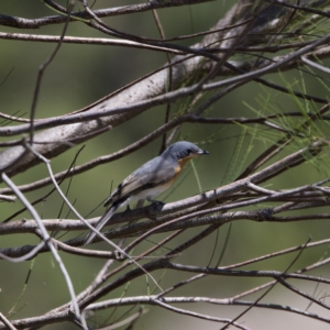 Myiagra rubecula at Stromlo, ACT - 26 Feb 2023