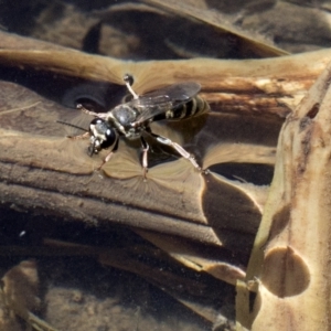 Crabroninae (subfamily) at Wee Jasper, NSW - 2 Mar 2023 01:24 PM