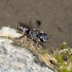 Crabroninae (subfamily) at Wee Jasper, NSW - 2 Mar 2023 01:24 PM