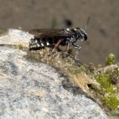 Crabroninae (subfamily) at Wee Jasper, NSW - 2 Mar 2023 01:24 PM