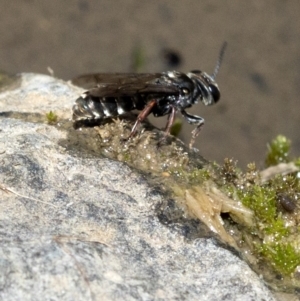 Crabroninae (subfamily) at Wee Jasper, NSW - 2 Mar 2023 01:24 PM