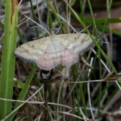 Scopula rubraria (Reddish Wave, Plantain Moth) at Wee Jasper, NSW - 2 Mar 2023 by JudithRoach