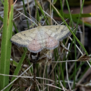 Scopula rubraria at Wee Jasper, NSW - 2 Mar 2023 01:18 PM