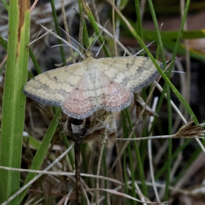 Scopula rubraria (Reddish Wave, Plantain Moth) at Wee Jasper, NSW - 2 Mar 2023 by JudithRoach