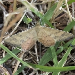 Scopula rubraria at Wee Jasper, NSW - 2 Mar 2023