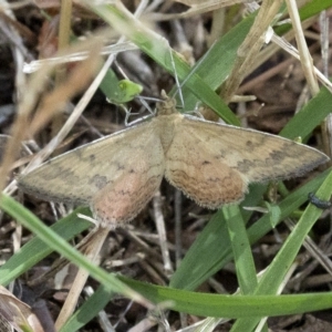 Scopula rubraria at Wee Jasper, NSW - 2 Mar 2023 01:18 PM