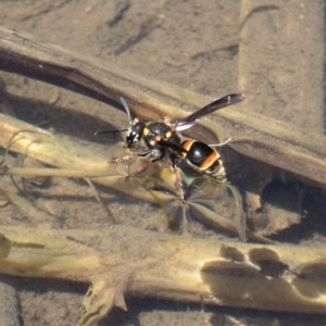 Eumeninae (subfamily) at Wee Jasper, NSW - 2 Mar 2023 01:24 PM