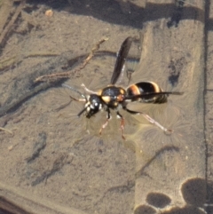 Eumeninae (subfamily) at Wee Jasper, NSW - 2 Mar 2023 01:24 PM