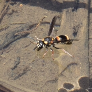 Eumeninae (subfamily) at Wee Jasper, NSW - 2 Mar 2023 01:24 PM