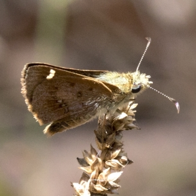 Dispar compacta (Barred Skipper) at Wee Jasper, NSW - 2 Mar 2023 by JudithRoach