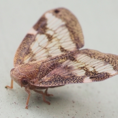Scolypopa australis (Passionvine hopper, Fluffy bum) at Chapman, ACT - 1 Mar 2023 by BarrieR