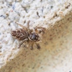 Maratus griseus (Jumping spider) at Chapman, ACT - 2 Mar 2023 by BarrieR