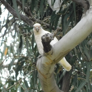 Cacatua sanguinea at Symonston, ACT - 28 Feb 2023