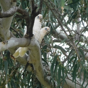 Cacatua sanguinea at Symonston, ACT - 28 Feb 2023