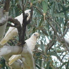 Cacatua sanguinea at Symonston, ACT - 28 Feb 2023