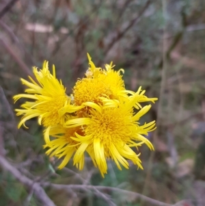 Podolepis hieracioides at Mount Clear, ACT - 1 Mar 2023