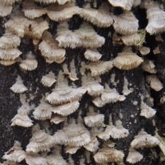 Schizophyllum commune (Split Gill Fungus) at Namadgi National Park - 23 Feb 2023 by BarrieR