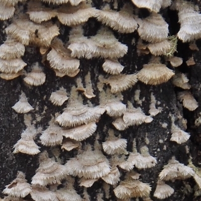 Schizophyllum commune (Split Gill Fungus) at Tennent, ACT - 22 Feb 2023 by BarrieR