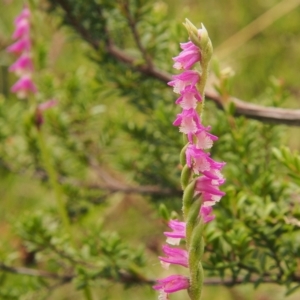 Spiranthes australis at Paddys River, ACT - suppressed