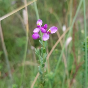 Comesperma retusum at Cotter River, ACT - 28 Feb 2023