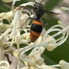 Hyleoides concinna (Wasp-mimic bee) at Mount Annan, NSW - 2 Mar 2023 by JudeWright