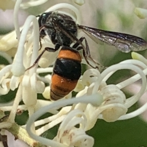 Hyleoides concinna at Mount Annan, NSW - 2 Mar 2023