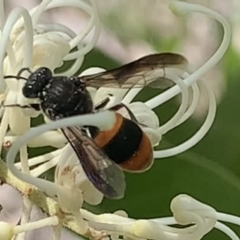 Hyleoides concinna at Mount Annan, NSW - 2 Mar 2023