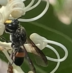 Hyleoides concinna at Mount Annan, NSW - 2 Mar 2023