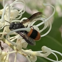 Hyleoides concinna at Mount Annan, NSW - 2 Mar 2023 01:53 PM